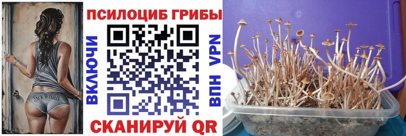 Псилоцибиновые грибы Psilocybine cubensis  Купить  Закаменск 
